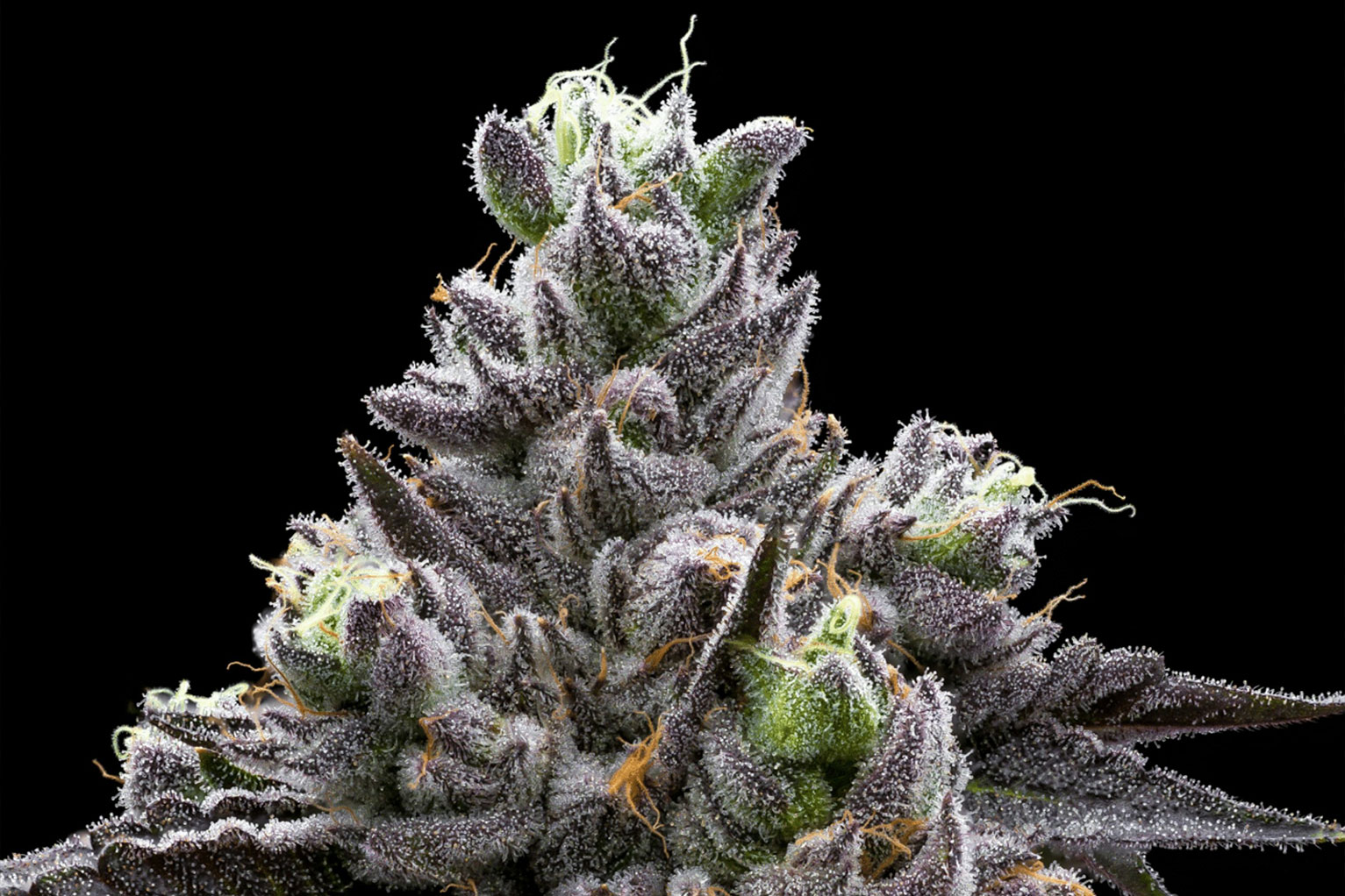 Spotlight on Riverbend Flower: Hudson Valley’s Premium Strains