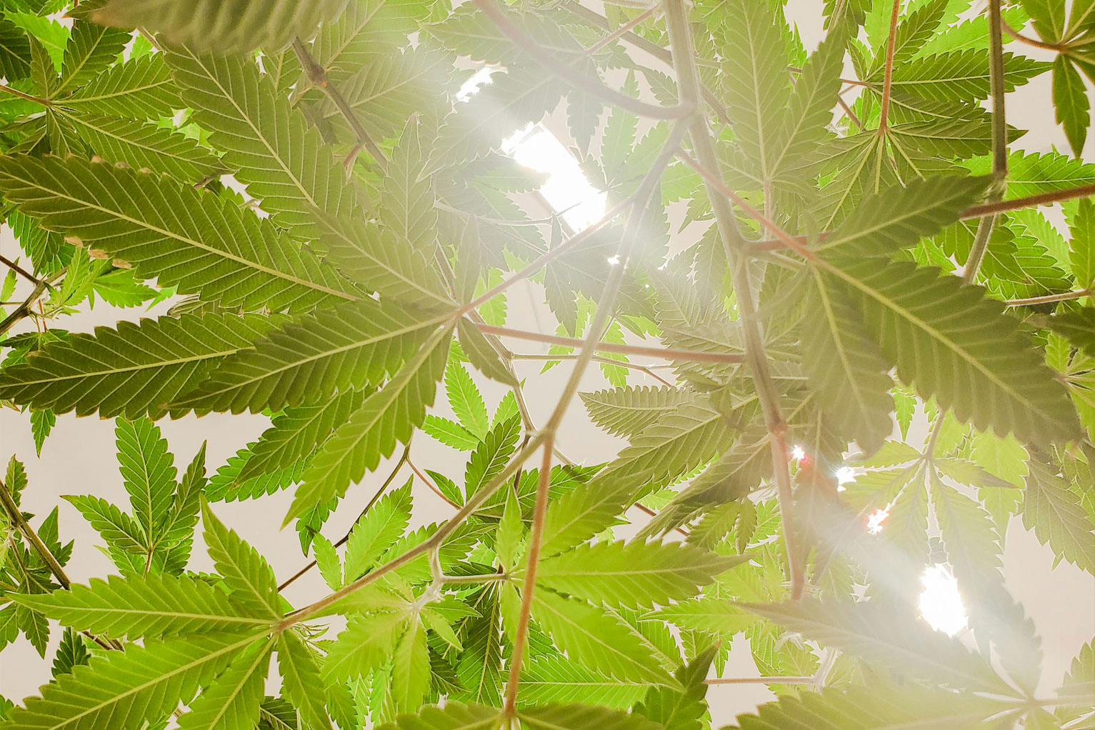 CBD vs THC: Key Differences and How to Choose the Right Option